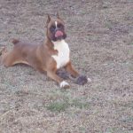 Boxer Dog Named Krékker Dante