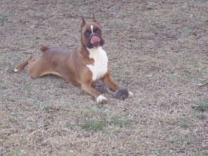 Boxer Dog Named Krékker Dante