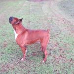 Boxer Dog Named Krékker Dante