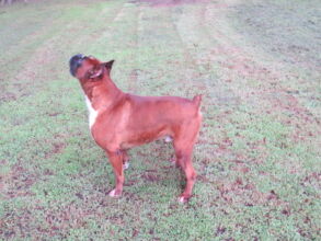 Boxer Dog Named Krékker Dante