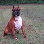 Boxer Dog Named Krékker Dante