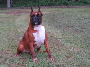 Boxer Dog Named Krékker Dante