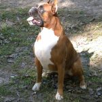 Boxer Dog Named Krékker Dante