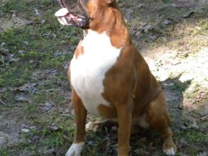 Boxer Dog Named Krékker Dante