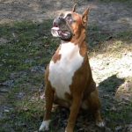 Boxer Dog Named Krékker Dante