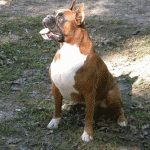 Boxer Dog Named Krékker Dante