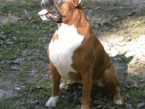 Boxer Dog Named Krékker Dante