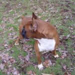 Boxer Dog Named Krékker Dante