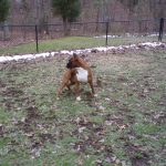Boxer Dog Named Krékker Dante