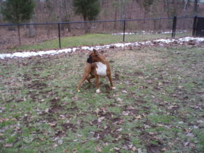 Boxer Dog Named Krékker Dante