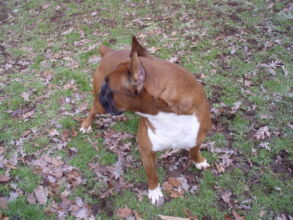 Boxer Dog Named Krékker Dante