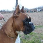 Boxer Dog Named Krékker Dante
