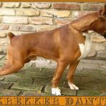 Boxer Dog Named Krékker Dante