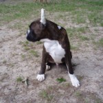 Boxer Puppy Named Rogue