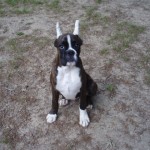 Boxer Puppy Named Rogue