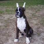 Boxer Puppy Named Rogue