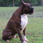 Dog Named Rogue