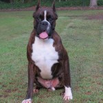 Boxer Puppy Named Rogue