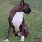 Boxer Puppy Named Rogue