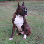 Boxer Puppy Named Rogue
