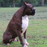 Boxer Puppy Named Rogue