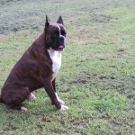 Boxer Puppy Named Rogue