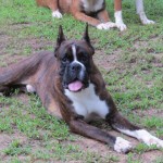 Boxer Puppy Named Rogue
