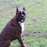 Boxer Puppy Named Rogue