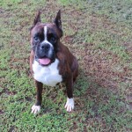 Boxer Puppy Named Rogue