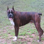 Boxer Puppy Named Rogue