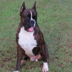 Boxer Puppy Named Rogue
