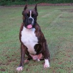 Boxer Puppy Named Rogue