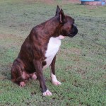 Boxer Puppy Named Rogue