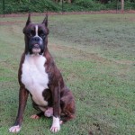 Boxer Puppy Named Rogue