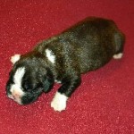 Boxer Puppy Named Rogue