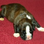 Boxer Puppy Named Rogue
