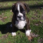Boxer Puppy Named Rogue