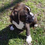 Boxer Puppy Named Rogue