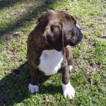 Boxer Puppy Named Rogue