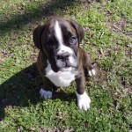 Boxer Puppy Named Rogue