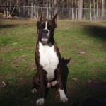 Dog Named Rogue