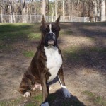 Dog Named Rogue