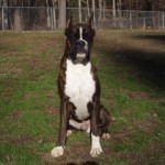 Dog Named Rogue
