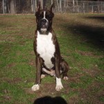 Dog Named Rogue