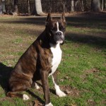 Dog Named Rogue