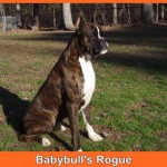 Dog Named Rogue