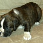 Boxer Puppy Named Rogue