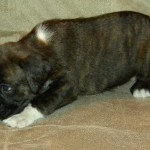 Boxer Puppy Named Rogue