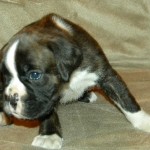 Boxer Puppy Named Rogue