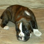Boxer Puppy Named Rogue